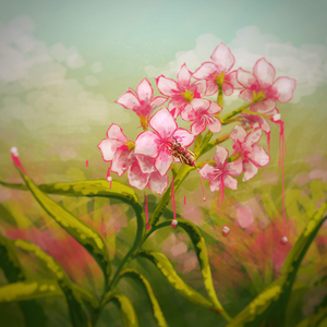 Illustration of sweet-spicy-01